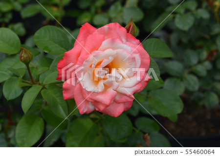 Rose Laetitia Casta 55460064