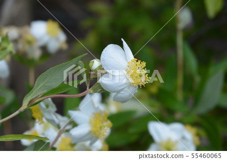 California tree anemone 55460065