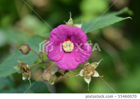 Flowering raspberry 55460070