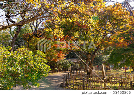 在入口前面的秋葉到公園 55460806