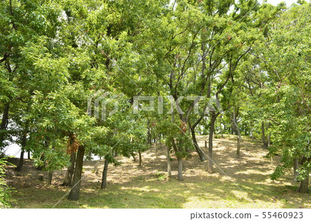 [Osaka Prefecture Fujiidera City] World Heritage Site-Old City Ancient Tombs (Otorizuka Kofun) 55460923