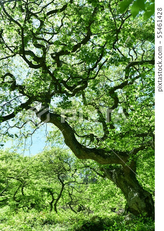 一邊，天狗在早上一邊殖民地，新鮮綠色的國家指定天然紀念碑，廣島 55461428