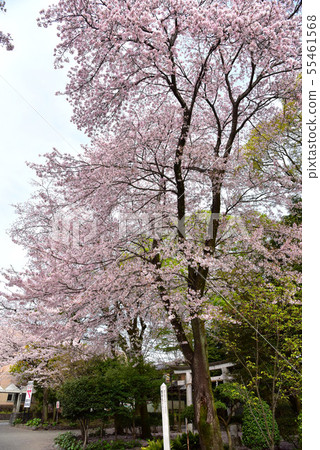 Cherry blossoms of Mt. Fuji main shrine Asama Shrine Cherry blossoms of Mt. Fuji main shrine Asama Shrine 55461568