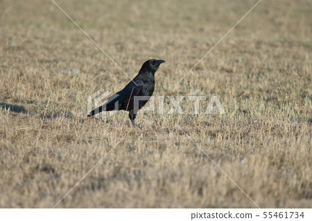 Carrion crow. 55461734