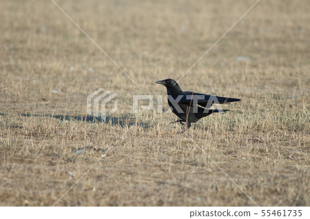 Carrion crow. 55461735