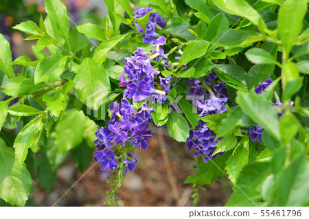 Duranta 55461796