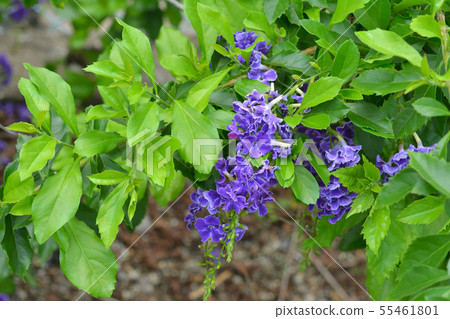 金露花 金露花 55461801