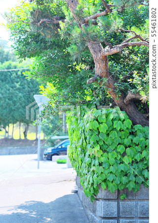 綠色在路邊 55461802