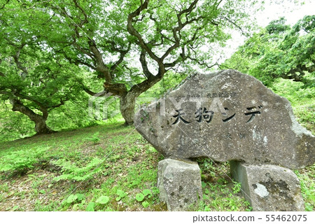 一邊，天狗在早上一邊殖民地，新鮮綠色的國家指定天然紀念碑，廣島 55462075