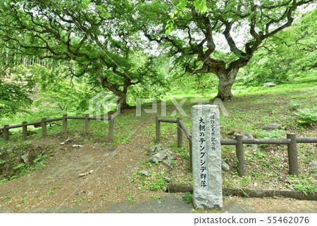 一邊，天狗在早上一邊殖民地，新鮮綠色的國家指定天然紀念碑，廣島 55462076