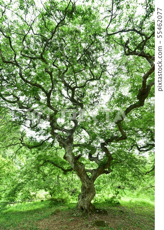 一邊，天狗在早上一邊殖民地，新鮮綠色的國家指定天然紀念碑，廣島 55462077