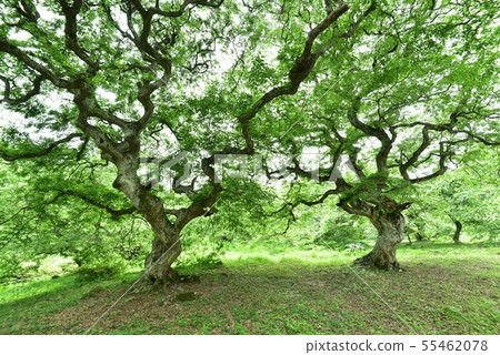 一邊,天狗在早上一邊殖民地,新鮮綠色的國家指定天然紀念碑,廣島 一邊,天狗在早上一邊殖民地,新鮮綠色的國家指定天然紀念碑,廣島 55462078