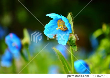 藍罌粟 55462569