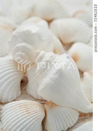 Seashell (Summer image) 55462810