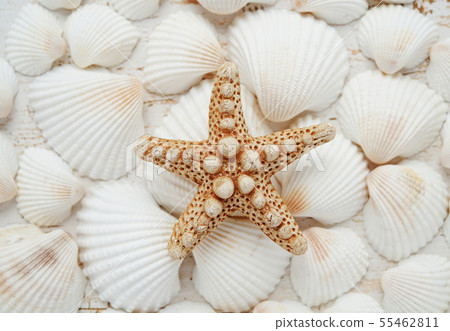 Seashell (Summer image) Seashell (Summer image) 55462811