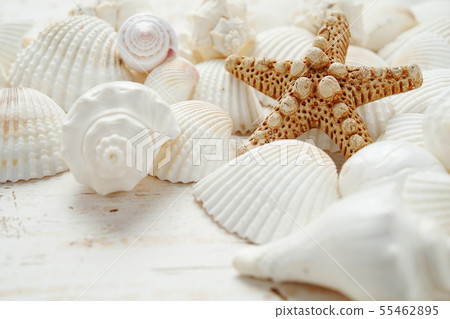 Seashell (Summer image) 55462895