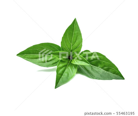 Green basil leaves. Green basil leaves. 55463195
