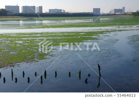 Yatsu tidal flat (Narashino City, Chiba Prefecture) 55464013