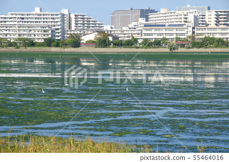 Yatsu tidal flat (Narashino City, Chiba Prefecture) Yatsu tidal flat (Narashino City, Chiba Prefecture) 55464016