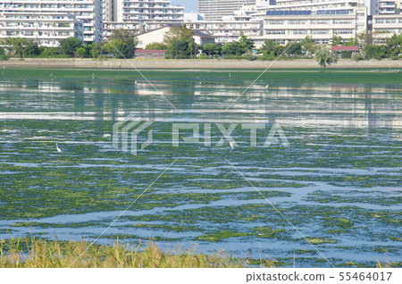 Yatsu tidal flat Yatsu tidal flat 55464017