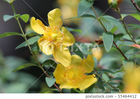 Kinshibai Kinshibai 55464412