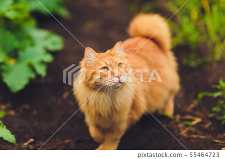 Lovely thoroughbred redhead kitten. Breed Kurilian Bobtail. Hypoallergenic breed of cats. green 55464723