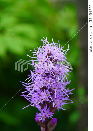 Mojamoja is an attractive Liatris Mojamoja is an attractive Liatris 55464763