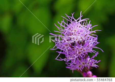 Mojamoja is an attractive Liatris Mojamoja is an attractive Liatris 55464768