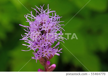 Mojamoja is an attractive Liatris Mojamoja is an attractive Liatris 55464770