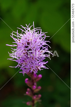 Mojamoja is an attractive Liatris Mojamoja is an attractive Liatris 55464773