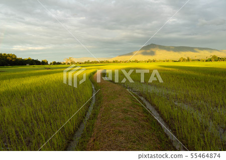 Agricultural landscape with green fields on hills  55464874