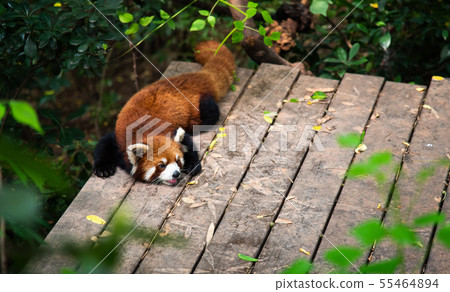Red panda in Chengdu China 55464894