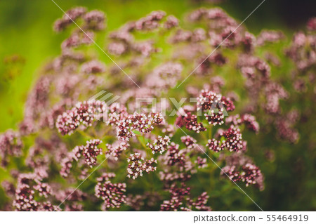 Delicate purple flowers oregano in the garden, close-up, selective focus. Inflorescences of 55464919