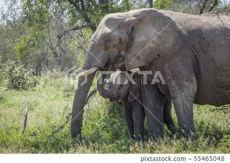 African bush elephant in Kruger National park, African bush elephant in Kruger National park, 55465048