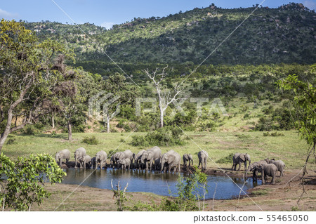 African bush elephant in Kruger National park, African bush elephant in Kruger National park, 55465050