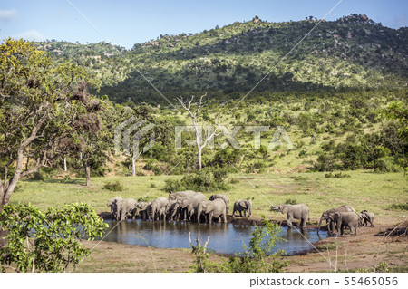 African bush elephant in Kruger National park, 55465056