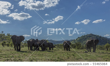 African bush elephant in Kruger National park, 55465064