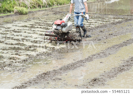 Paddy field Paddy field 55465121