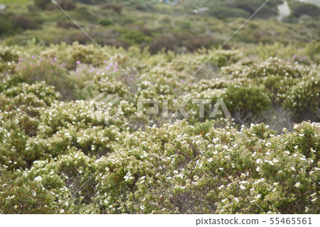 landscape and nature of the island of Giglio Gross 55465561