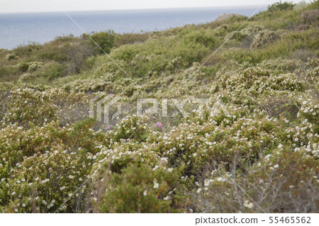 landscape and nature of the island of Giglio Gross 55465562