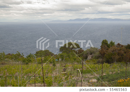 landscape and nature of the island of Giglio Gross 55465563