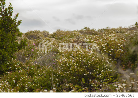 landscape and nature of the island of Giglio Gross landscape and nature of the island of Giglio Gross 55465565