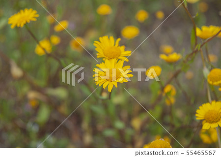 landscape and nature of the island of Giglio Gross landscape and nature of the island of Giglio Gross 55465567