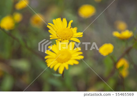 landscape and nature of the island of Giglio Gross landscape and nature of the island of Giglio Gross 55465569