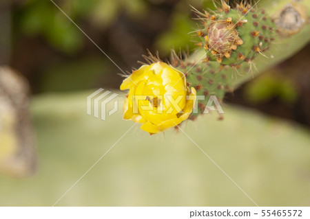 landscape and nature of the island of Giglio Gross landscape and nature of the island of Giglio Gross 55465572
