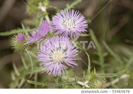 landscape and nature of the island of Giglio Gross landscape and nature of the island of Giglio Gross 55465676