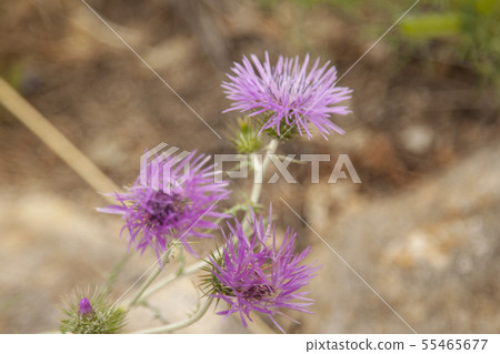 landscape and nature of the island of Giglio Gross landscape and nature of the island of Giglio Gross 55465677
