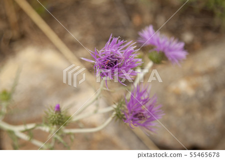 landscape and nature of the island of Giglio Gross 55465678