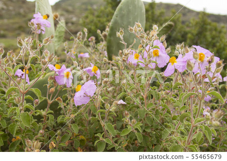 landscape and nature of the island of Giglio Gross 55465679