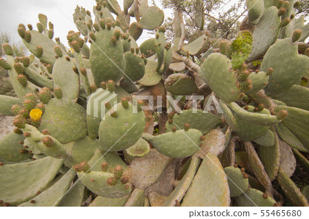 landscape and nature of the island of Giglio Gross 55465680